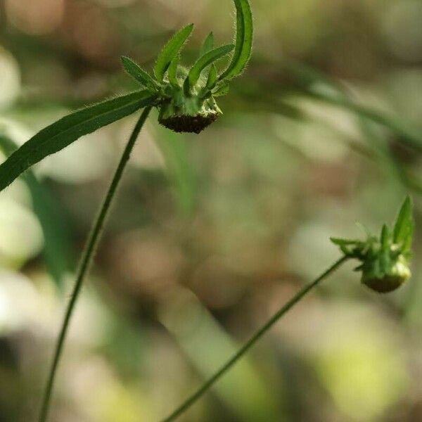 Carpesium glossophyllum Flower