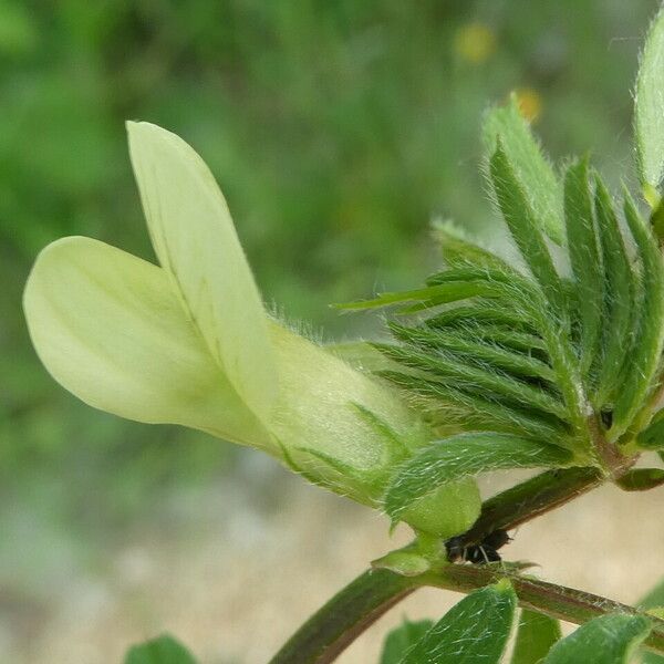 Vicia hybrida Kvet