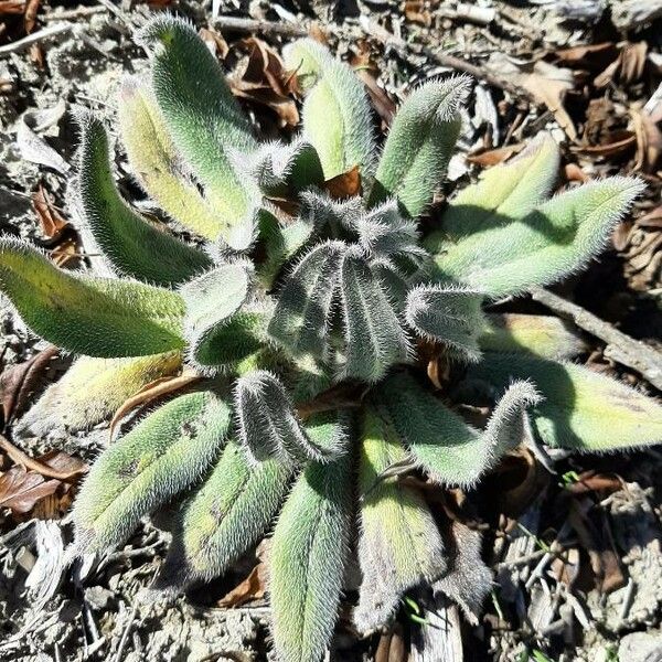 Plantago lagopus পাতা