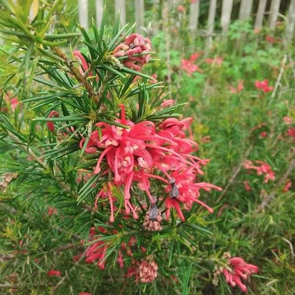 Grevillea rosmarinifolia 花