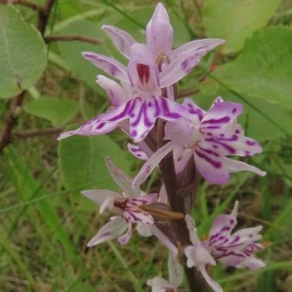 Dactylorhiza fuchsii Flor