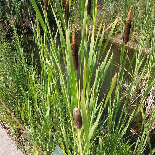 Typha minima Folha