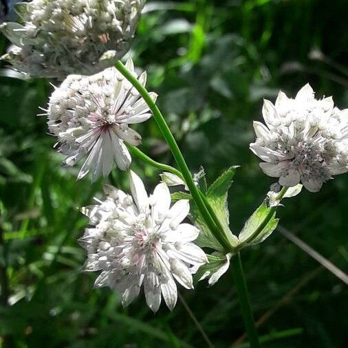 Astrantia major Цвят