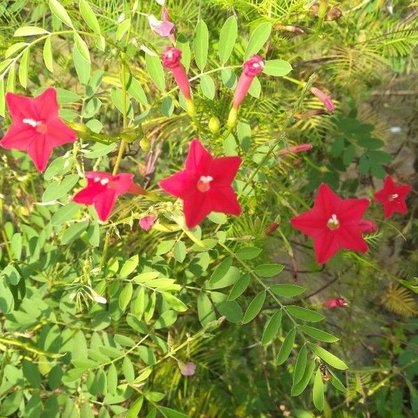 Ipomoea quamoclit Flower