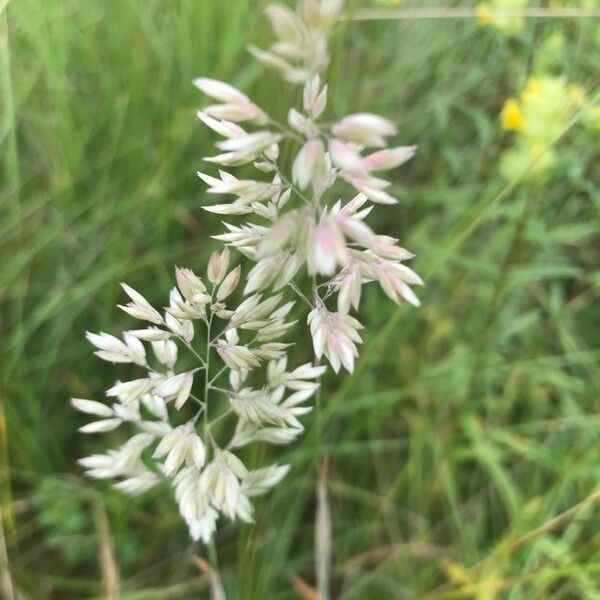 Holcus lanatus Flower