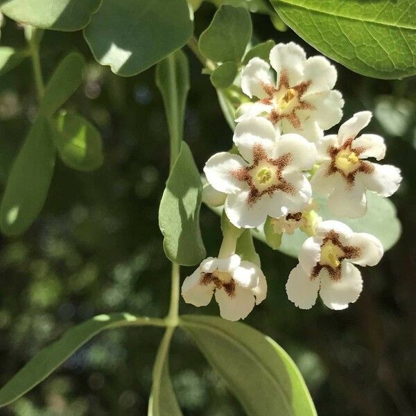 Schrebera alata Blüte