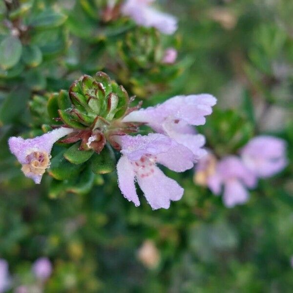 Thymus herba-barona Цвят