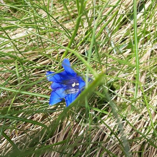 Gentiana alpina Blomma