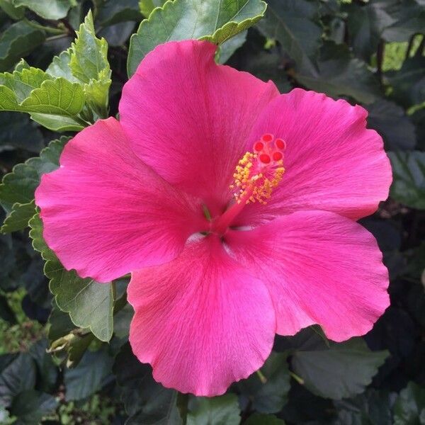 Hibiscus rosa-sinensis 花