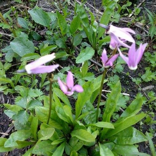 Erythronium revolutum Õis