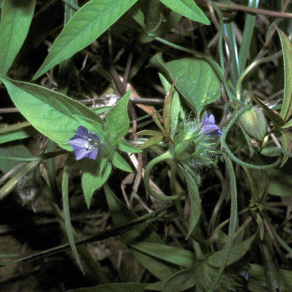 Jacquemontia tamnifolia Flower