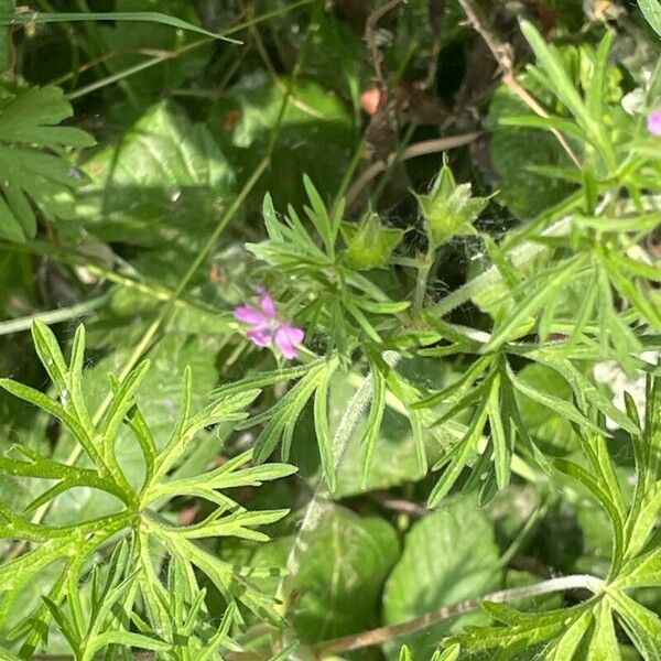 Geranium dissectum Kukka