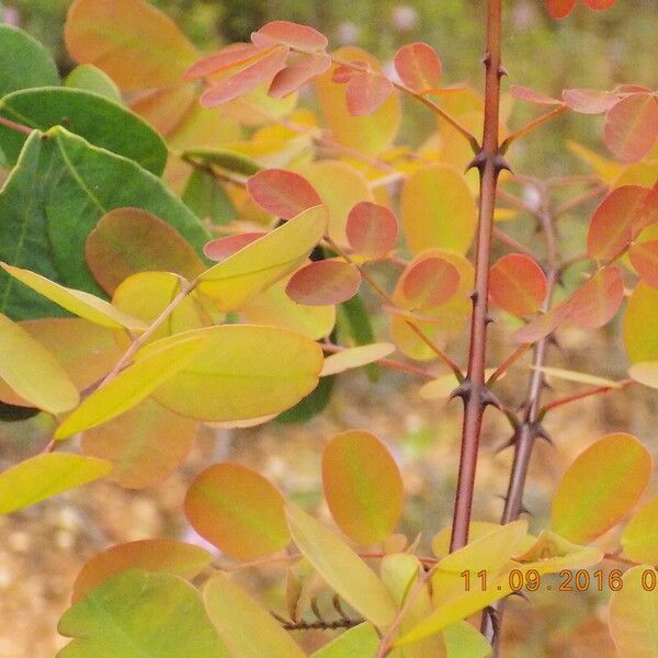 Albertisia cuneata Leaf