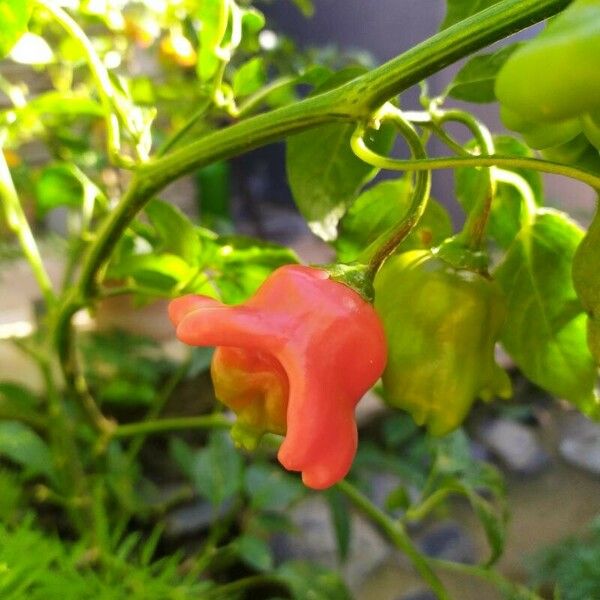 Capsicum baccatum Fruct