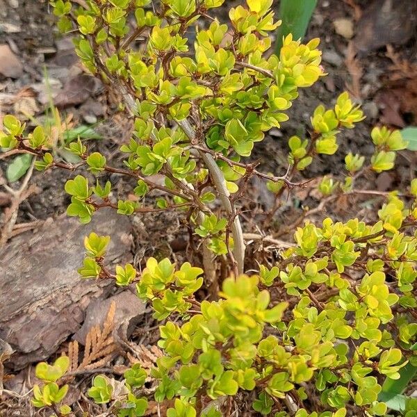 Berberis thunbergii Yaprak