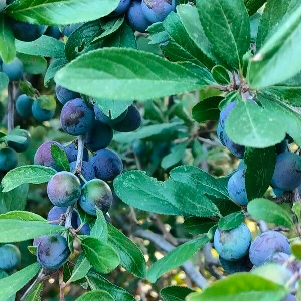 Prunus × fruticans Fruit