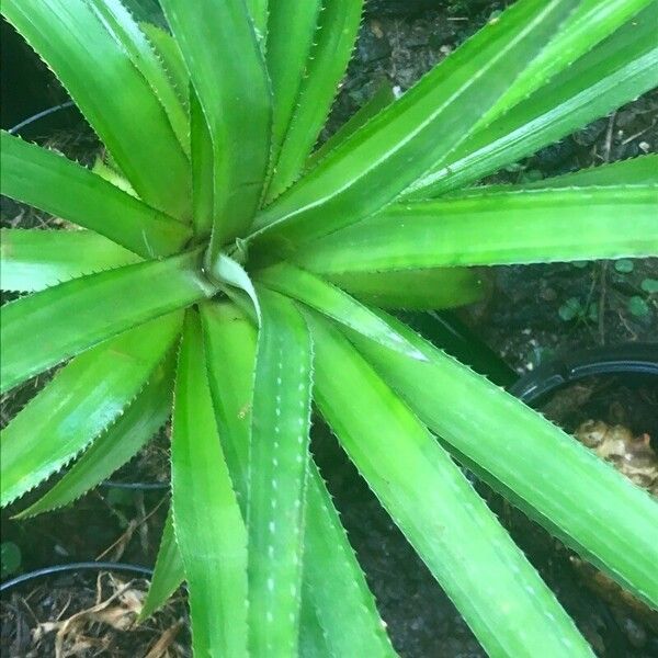 Ananas comosus Folha