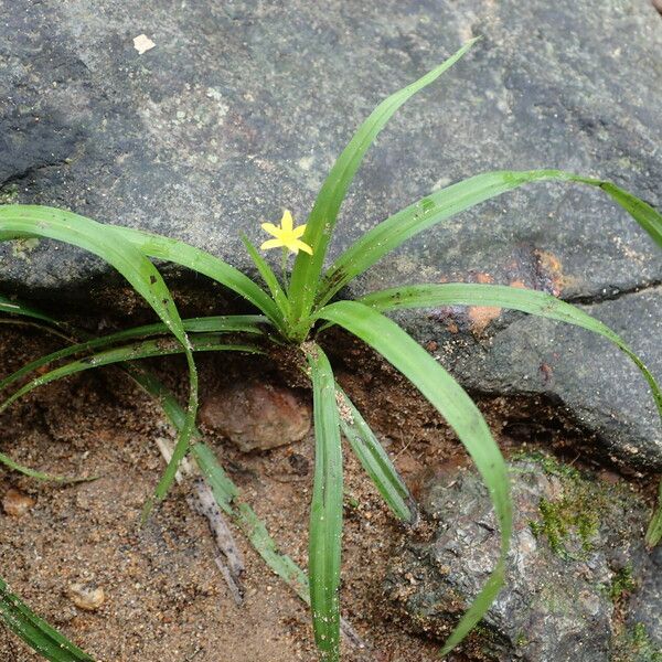 Hypoxis decumbens Yeri