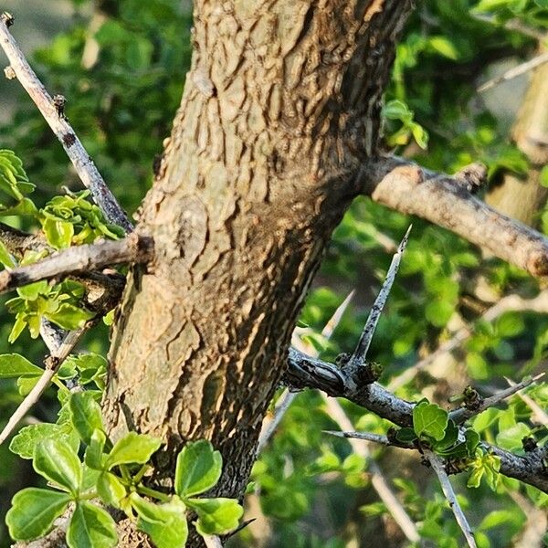 Commiphora kataf Φλοιός