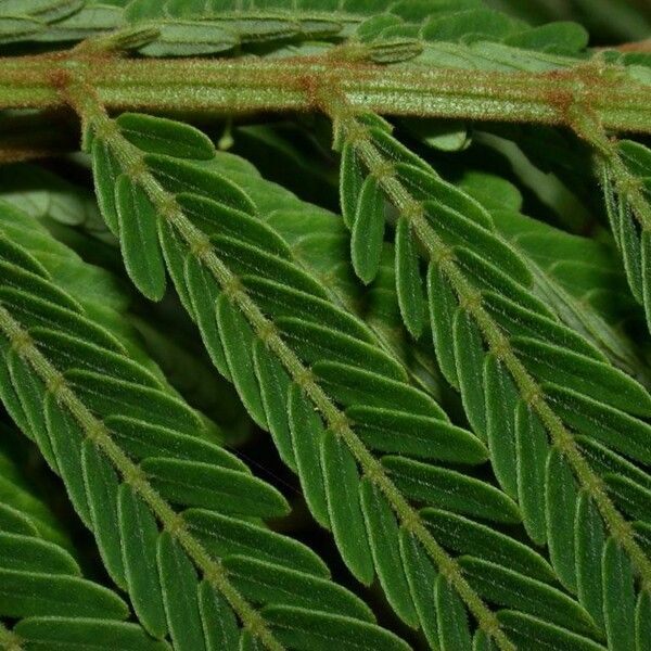 Balizia elegans Leaf