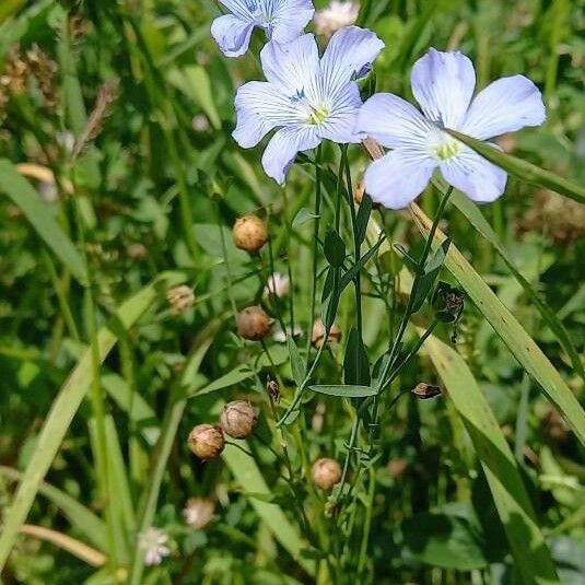 Linum usitatissimum 花