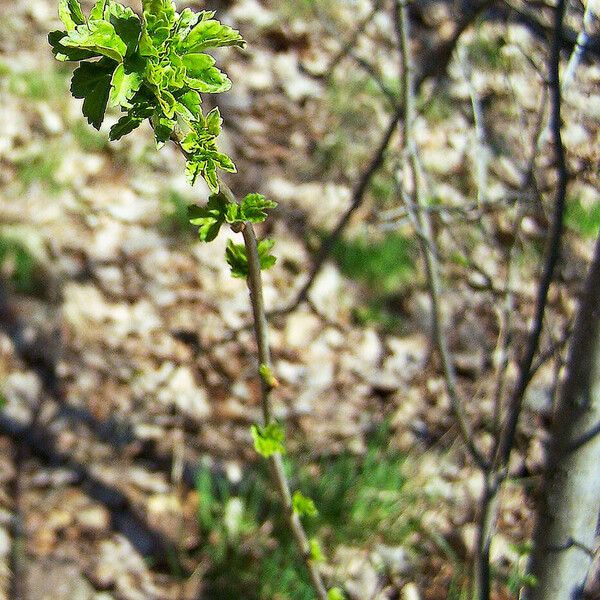 Ribes alpinum Staniste