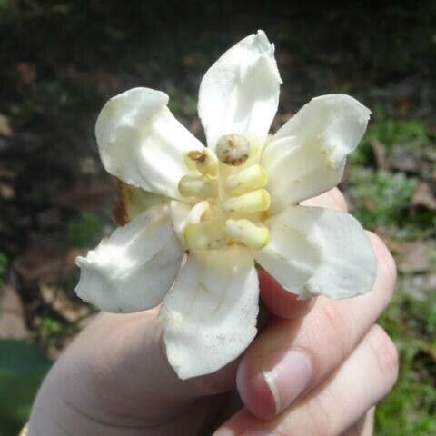 Bellucia pentamera Flower