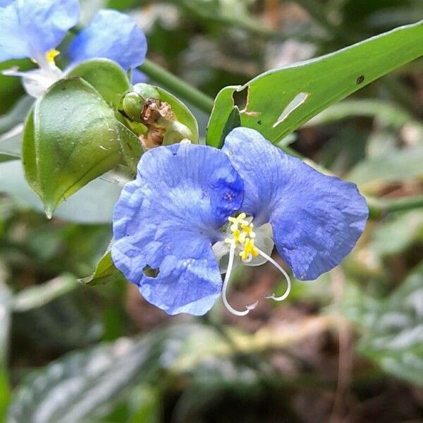 Commelina erecta Flor