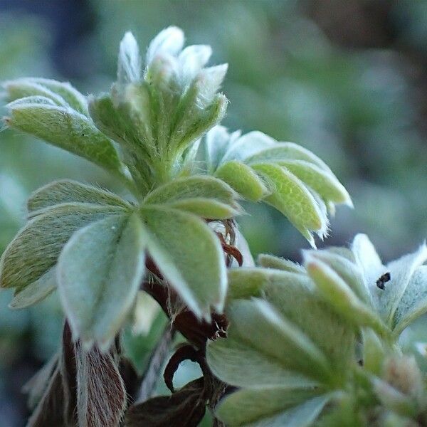 Potentilla nitida Συνήθη χαρακτηριστικά