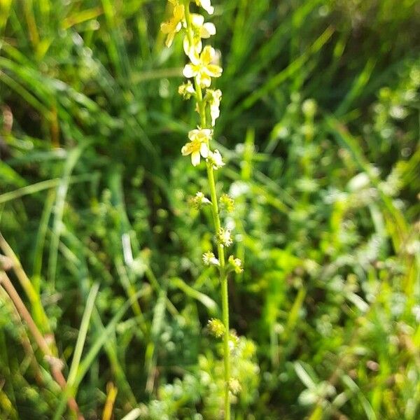 Agrimonia eupatoria Flor