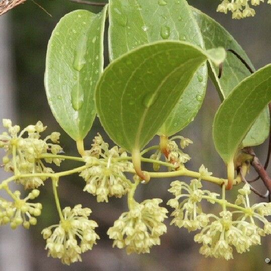 Smilax neocaledonica Blomst
