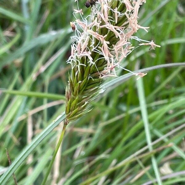 Anthoxanthum odoratum Blomst