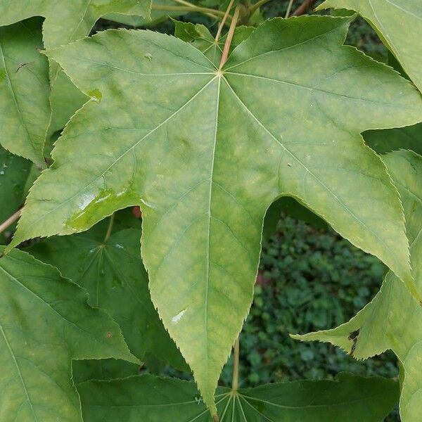 Kalopanax septemlobus Leaf