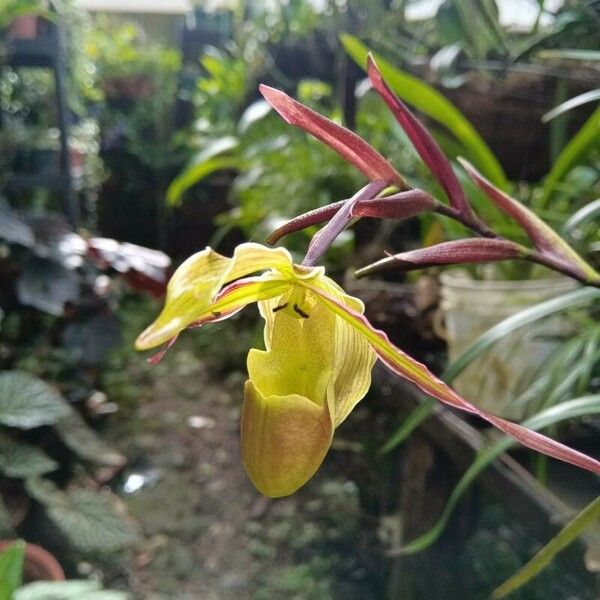 Phragmipedium longifolium Flower