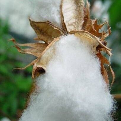 Gossypium arboreum 果