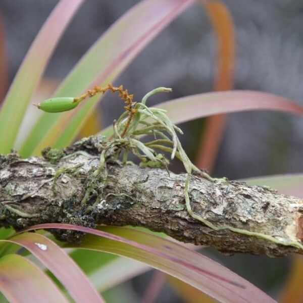 Taeniophyllum hirtum Hábitos