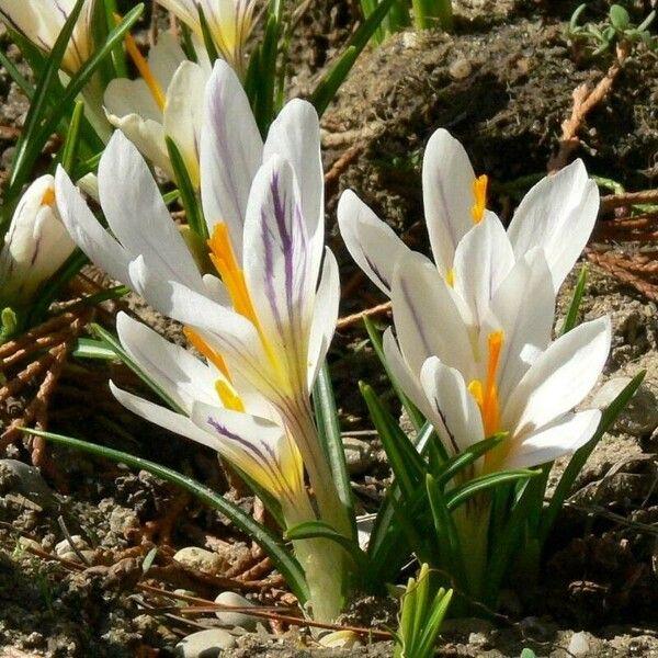 Crocus versicolor Blomst