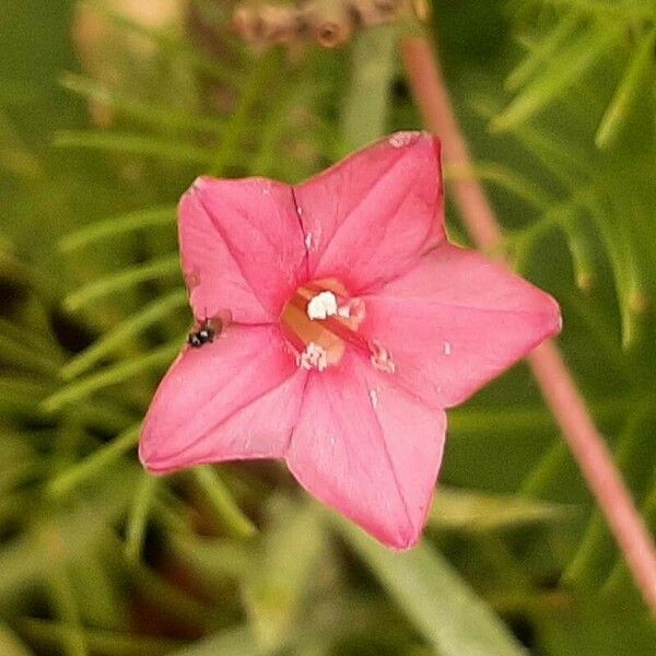 Ipomoea coccinea Flor