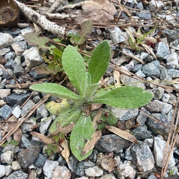 Gamochaeta purpurea Hostoa