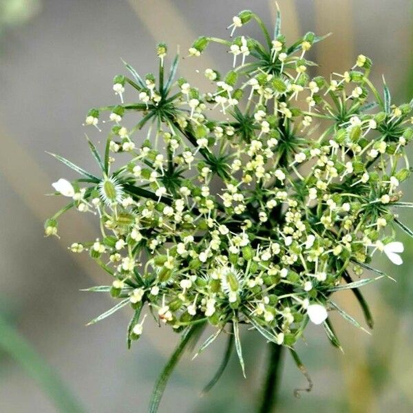 Ammi majus Fruchs