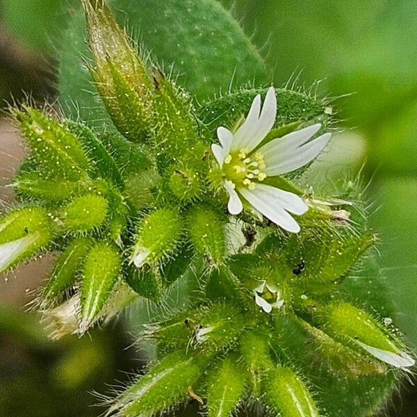 Cerastium glomeratum Кветка