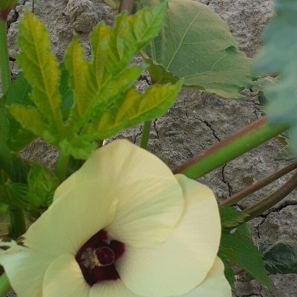 Abelmoschus esculentus Blomma