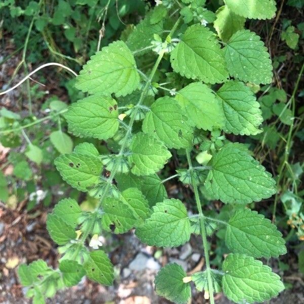 Melissa officinalis Folla