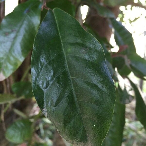 Aextoxicon punctatum Leaf