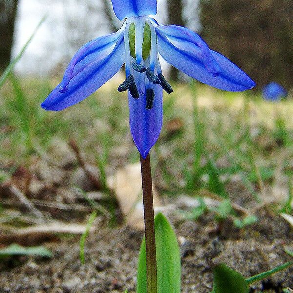 Scilla siberica Bloem