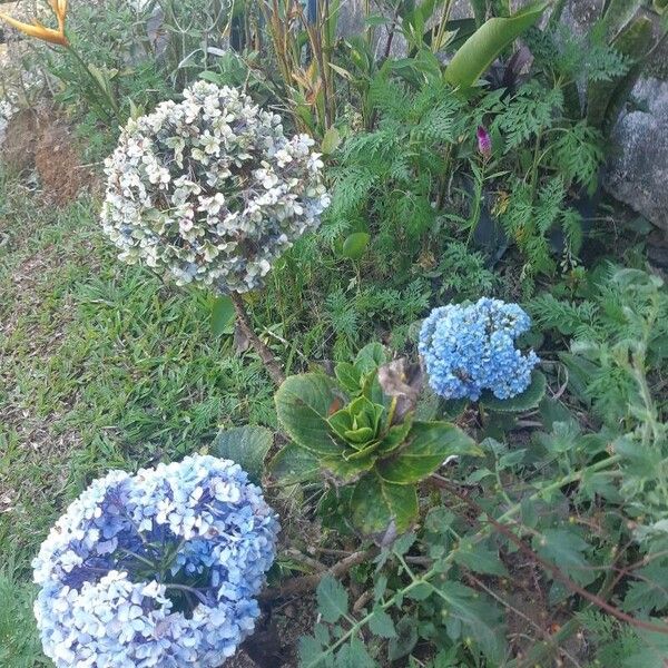 Hydrangea macrophylla Цвят