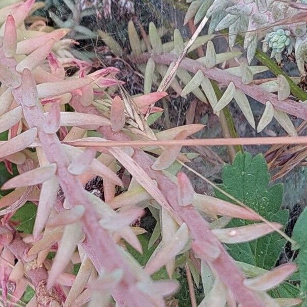 Petrosedum rupestre Hoja