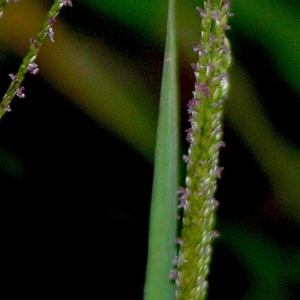 Digitaria violascens Bark