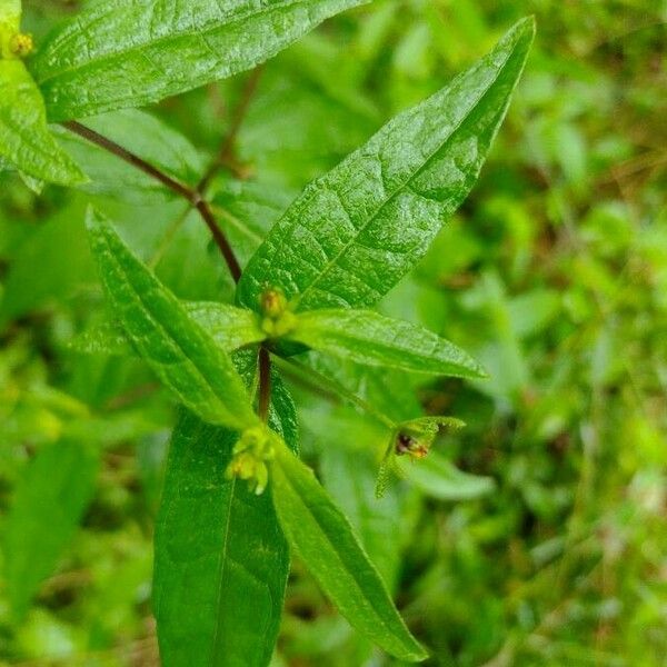 Sigesbeckia orientalis Leaf