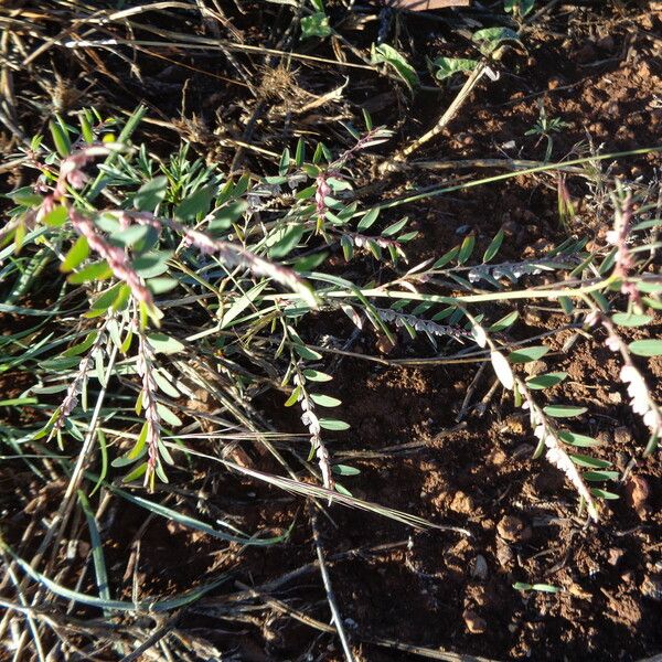 Phyllanthus suffrutescens Habit